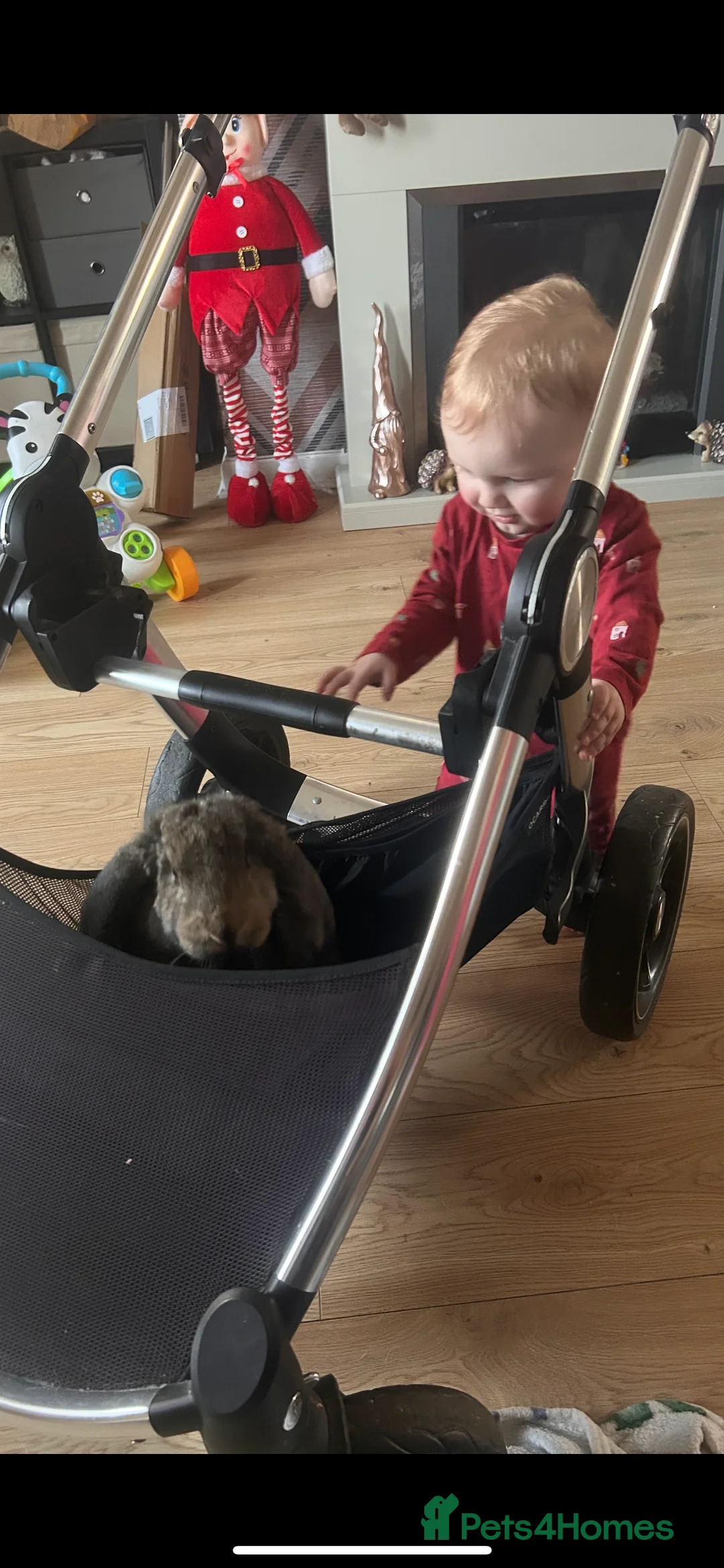 French Lop rabbits for sale: Cinnamon bun is a giant French lop - Advert 6