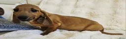 Miniature Dachshund dogs for sale: Miniature dachshund puppy's in Turriff - Advert 4