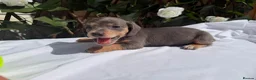 Miniature Dachshund dogs for sale: BEAUTIFUL TINY MINIATURE DASCHUNDS DAPPLE KC  - Advert 34