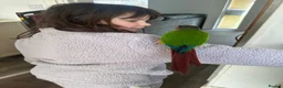 Conures birds for sale: Green cheek conure in Paignton - Advert 4
