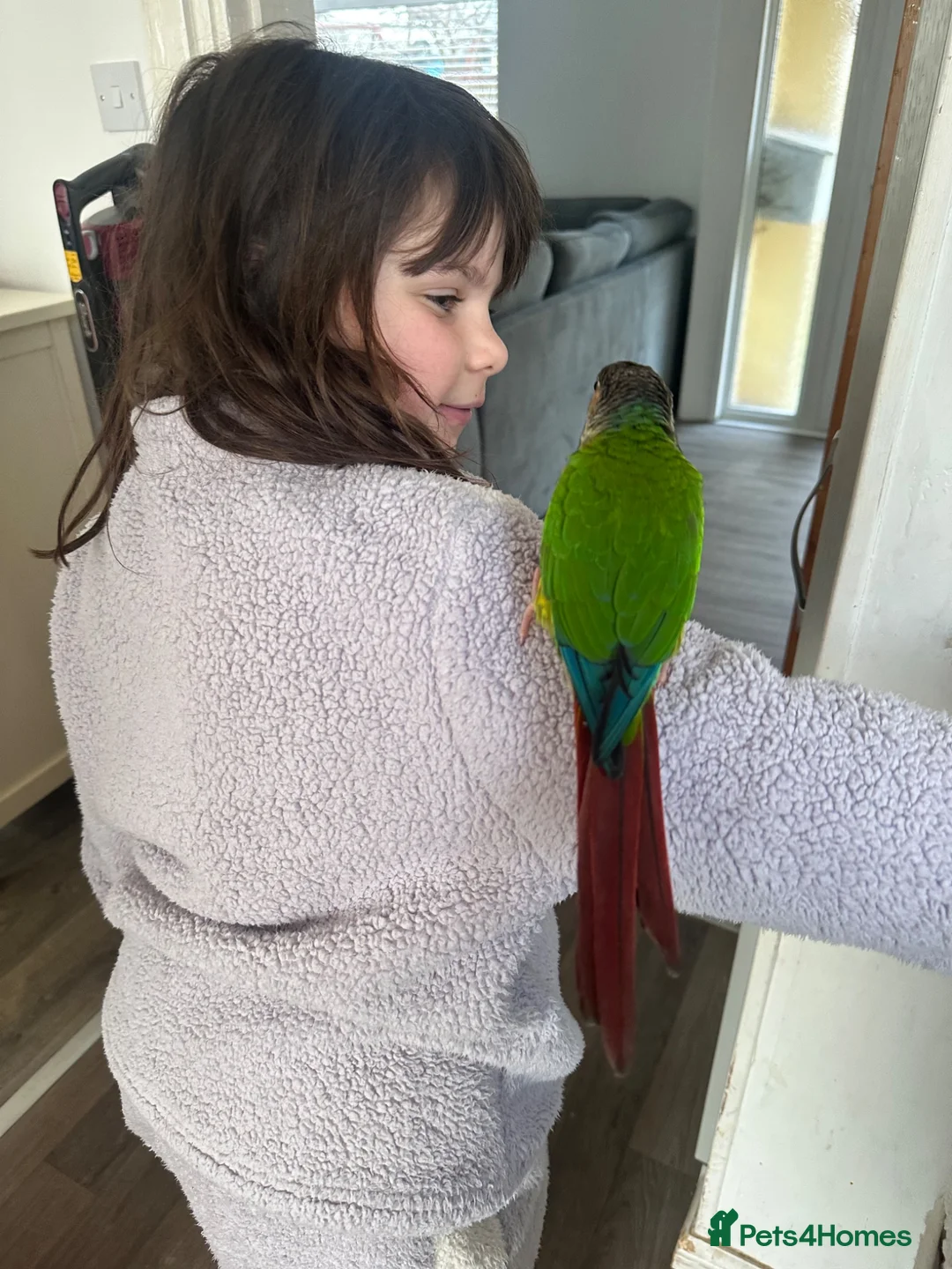 Conures birds for sale: Green cheek conure in Paignton - Advert 4