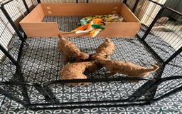 Cockapoo dogs for sale: Beautiful Red F1B Cockapoo puppies  - Image 19