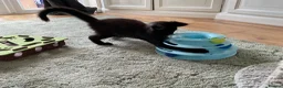 Maine Coon cats for sale: 2 Maine coon kittens  - Advert 4