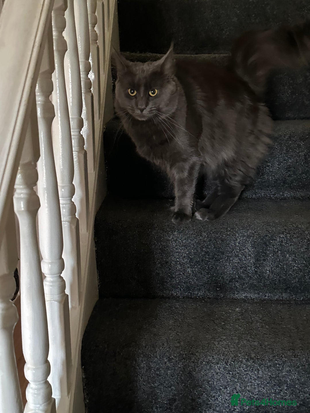 Maine Coon cats for sale: Three quarter maine coon kittens  - Advert 9