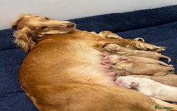 Cocker Spaniel dogs for sale: 2 female purebred cocker spaniels - Image 13