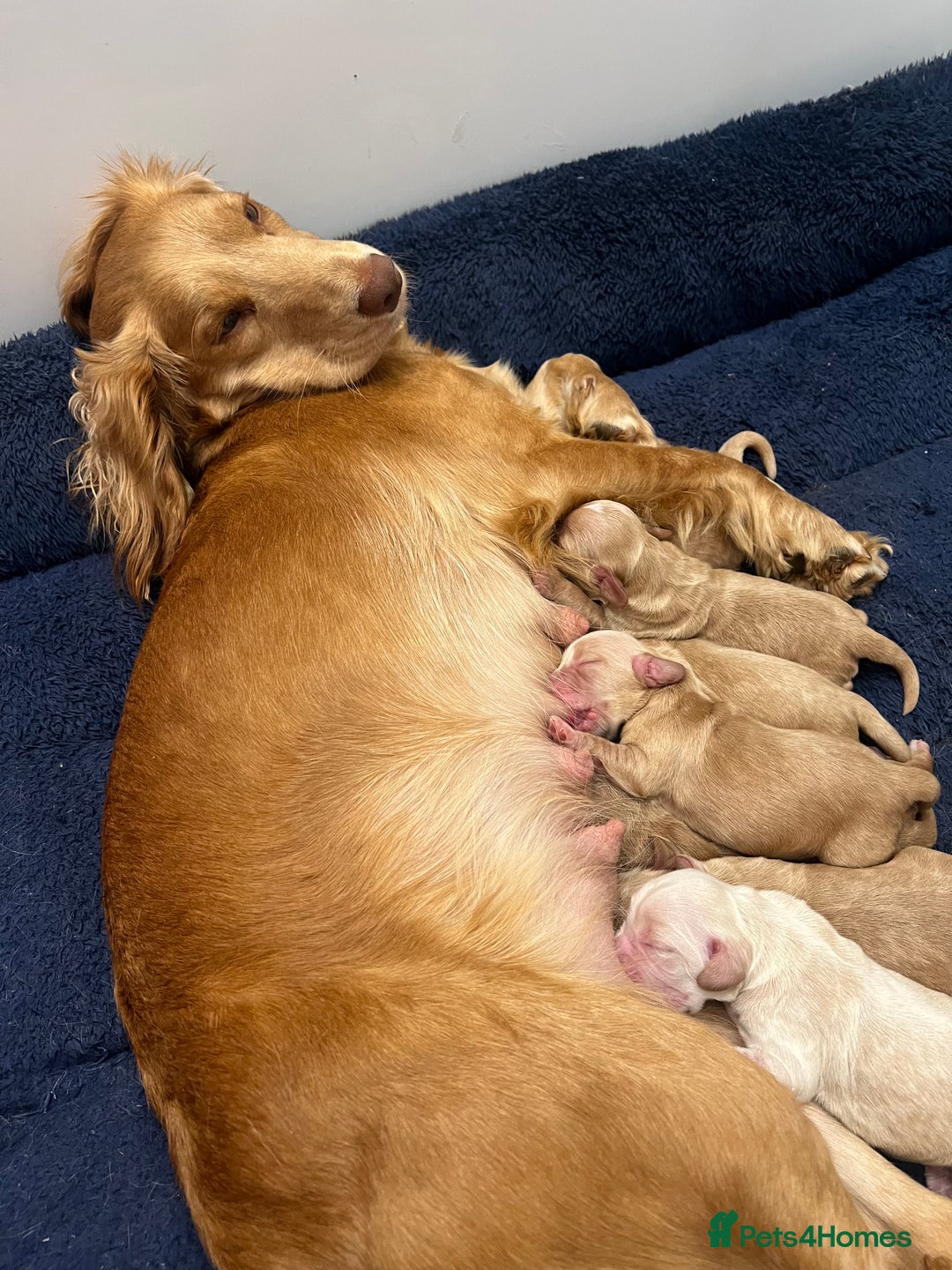 Cocker Spaniel dogs for sale: 2 female purebred cocker spaniels - Image 13