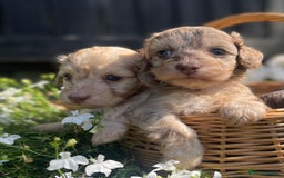 Doxiepoo dogs for sale: Adorable Doxiepoo puppies  - Image 13