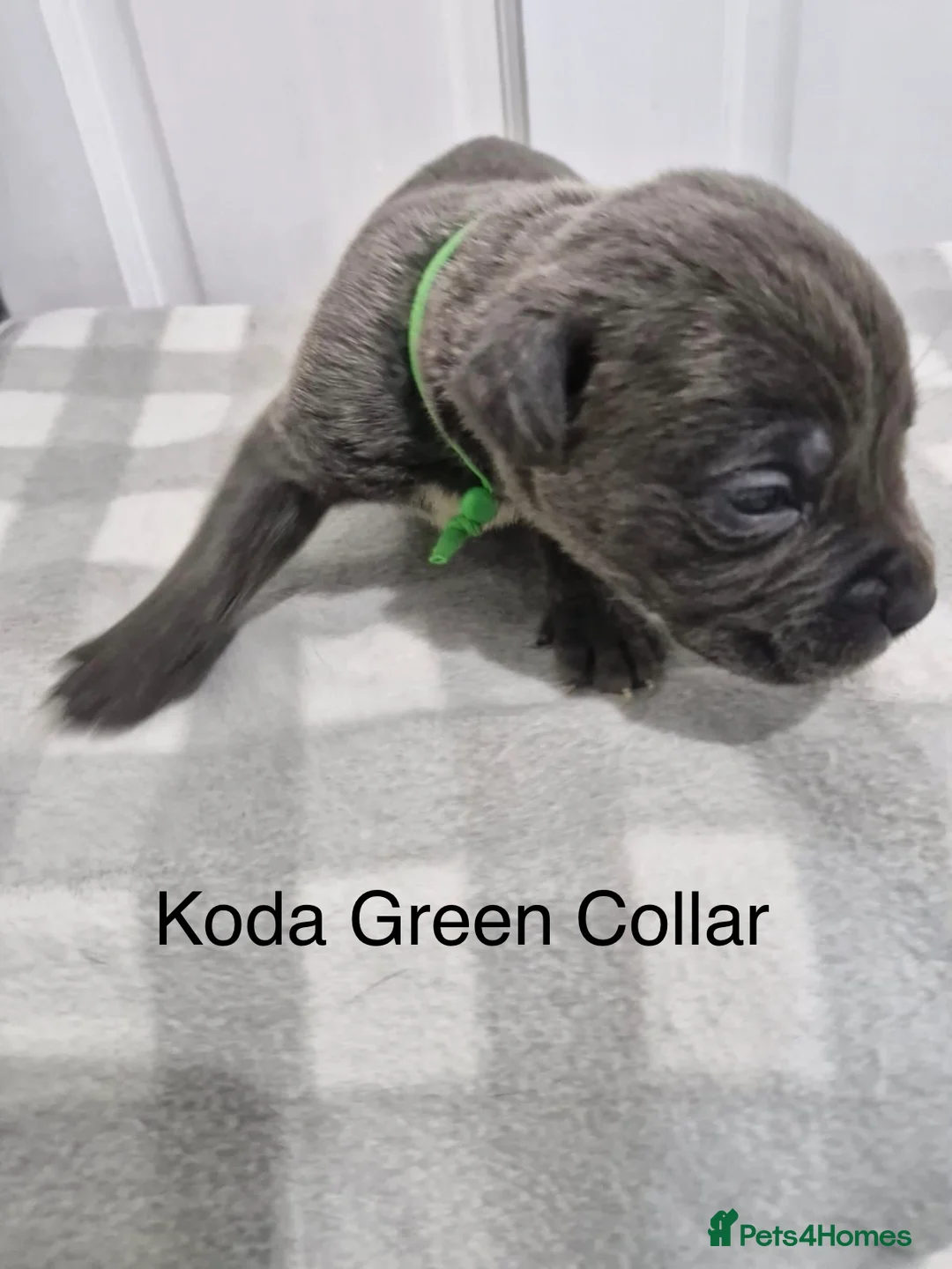 Cane Corso dogs for sale: 10 beautiful Cane Corso puppies - Advert 11