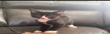 Domestic Shorthair 2
