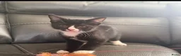 Domestic Shorthair cats for sale: Kittens in Billericay - Advert 3