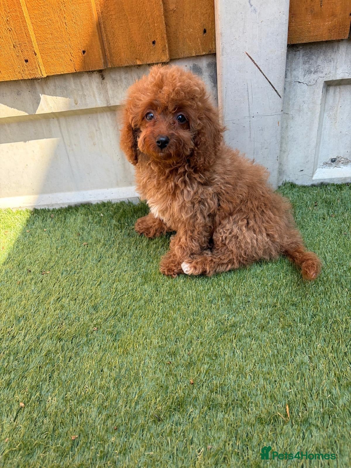 Cavapoo dogs 1 Stunning Redfox F1B teddy toy cavapoo available  - Advert 2