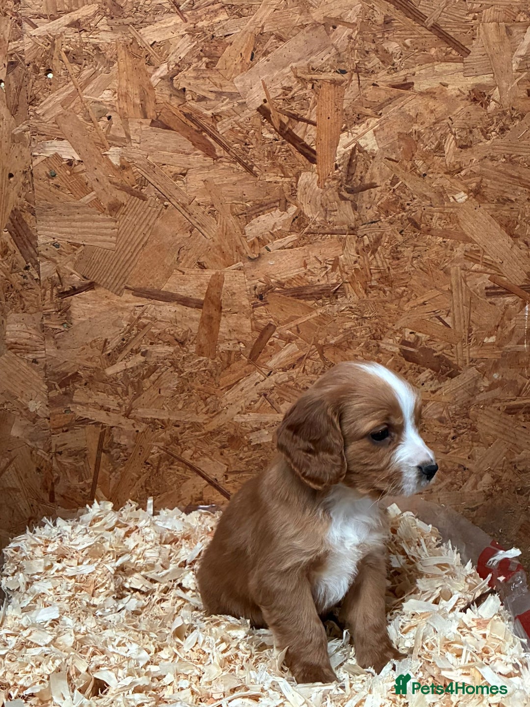 Cocker Spaniel dogs for sale: Working cocker spaniels  - Advert 16