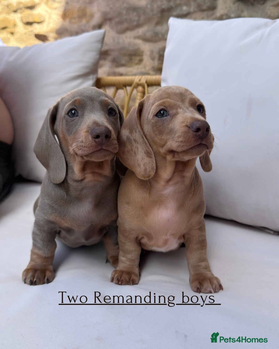 Miniature Dachshund dogs Ready to leave Aug 1st - Miniature Dachshund pups - Advert 1
