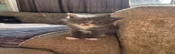 British Shorthair cats for sale: Beautiful British Shorthair Kittens  - Advert 5
