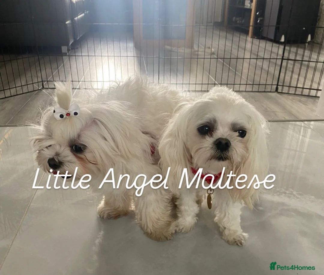 Maltese dogs for stud: 🌟Stunning KC Reg Korean Maltese boy for STUD in Waltham Cross - Advert 8