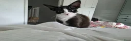 Mixed Breed cats for sale: 1 boy left - Advert 3