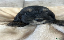 Cockapoo dogs for sale: Adorable F1 cockapoo puppies  - Image 16