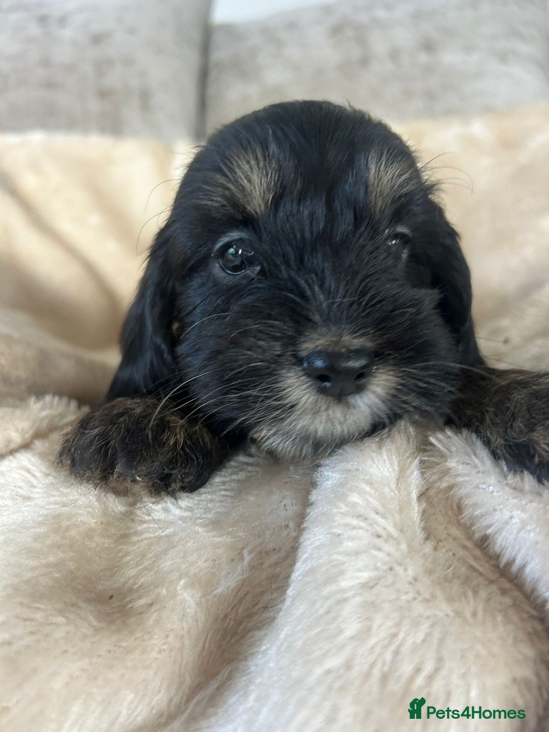 Cockapoo dogs for sale: Adorable F1 cockapoo puppies  - Image 16
