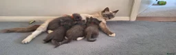 Ragdoll cats for sale: Ragdoll X kittens - extremely cute and fluffy  - Advert 3