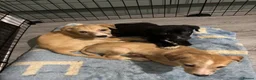 Lurcher dogs for sale: Lurched puppy’s for sale in Barnsley - Advert 6
