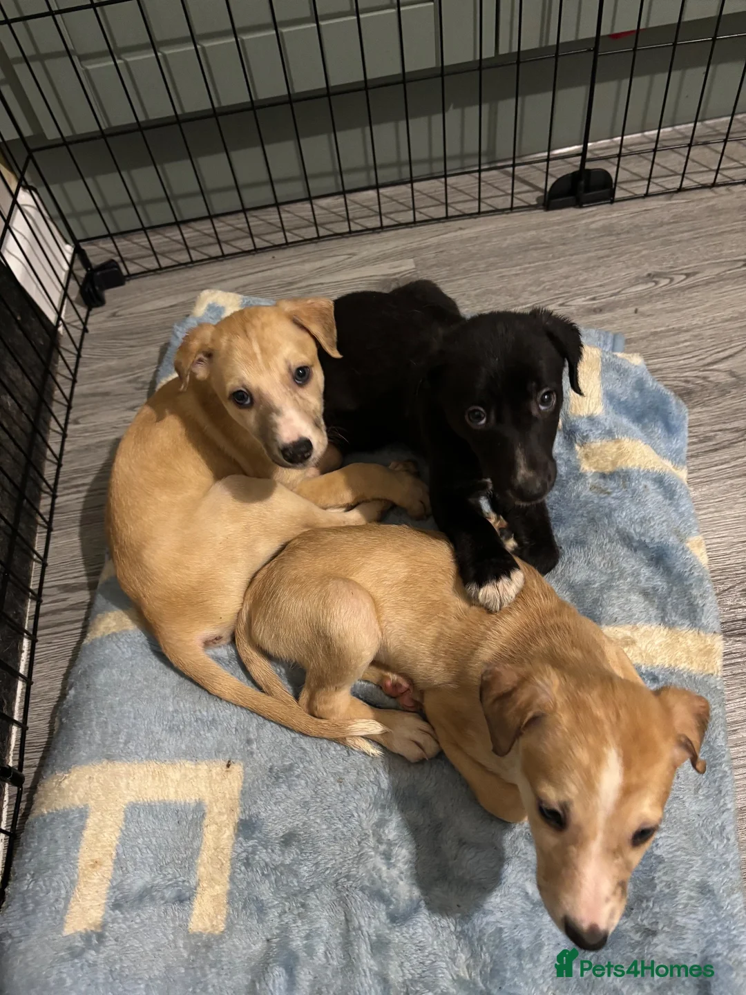 Lurcher dogs for sale: Lurched puppy’s for sale in Barnsley - Advert 6