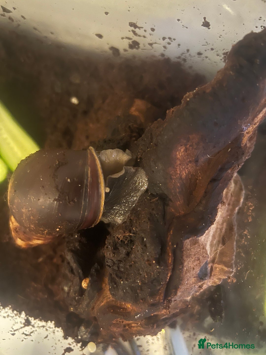 Snails invertebrates for sale: Giant African Land Snails - Image 3