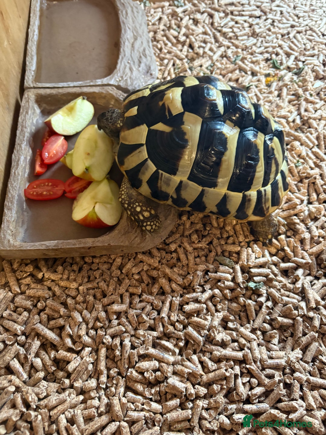 Hermann Tortoise reptiles for sale: 5 year old tortoise + full set up & accessories  - Advert 1