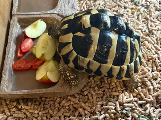 Hermann Tortoise reptiles 5 year old tortoise + full set up & accessories - Advert 4