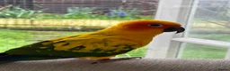 Conures birds for sale: Beautiful hand tame male sun conure.  - Advert 9