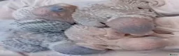 Mixed Breed birds for sale: Hand reared budgies and other birds - Advert 1
