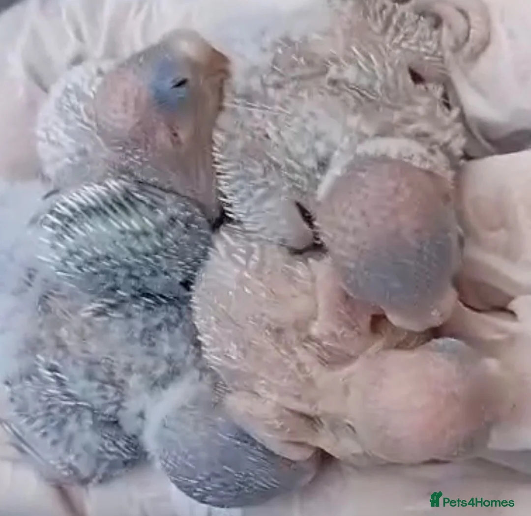 Mixed Breed birds for sale: Hand reared budgies and other birds - Advert 1