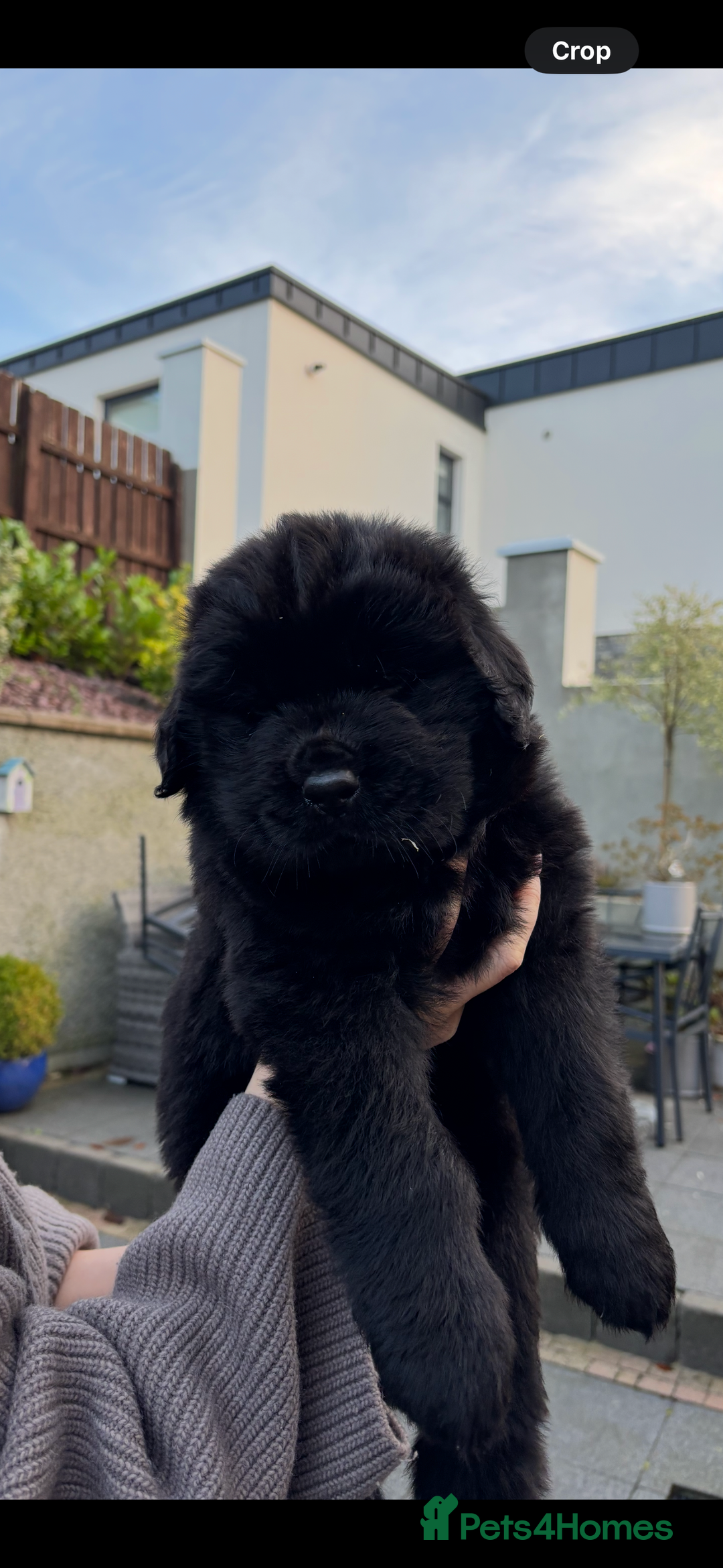 Newfoundland dogs for sale: Chunky Newfoundland puppies - Advert 9