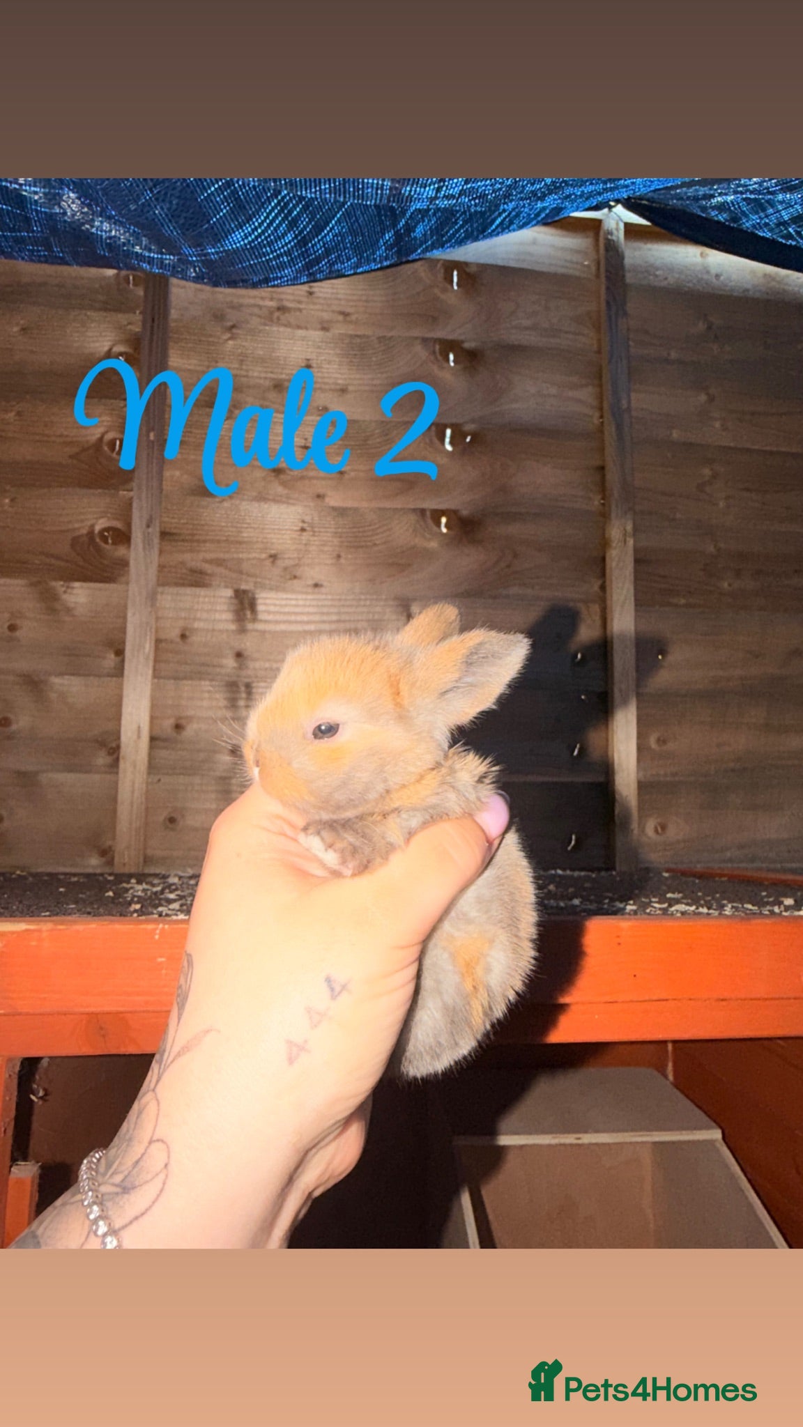 Mini Lop rabbits Mini lop bunnies for sale - Advert 2