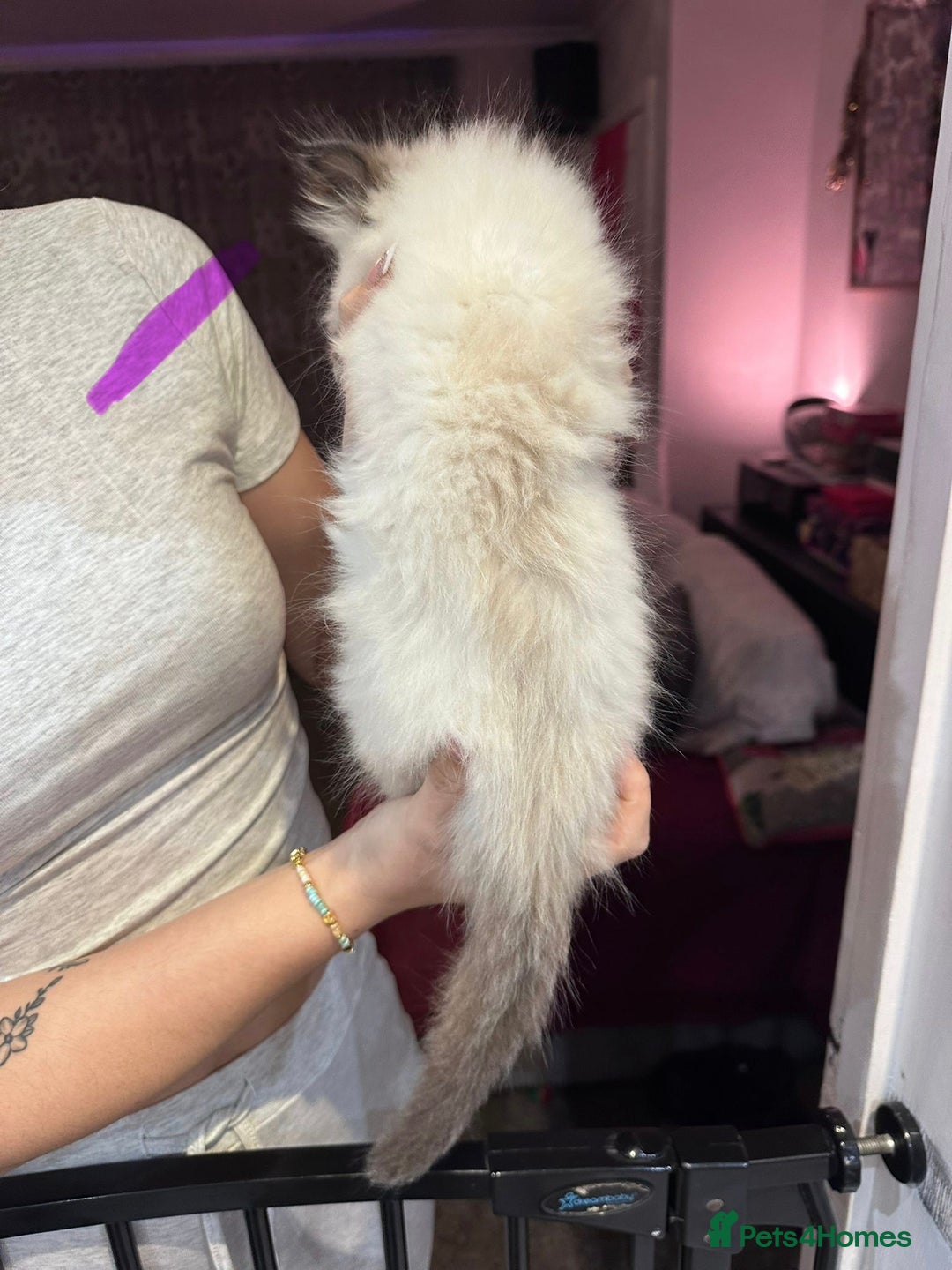 Ragdoll cats for sale: Ragdoll kittens available for sale - Advert 8