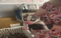 Siberian Husky dogs for sale: Siberian huskies  for sale  - Image 22