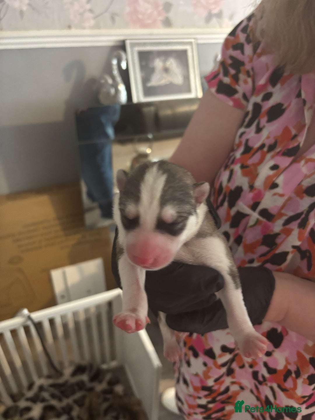 Siberian Husky dogs for sale: Siberian huskies  for sale  - Image 22