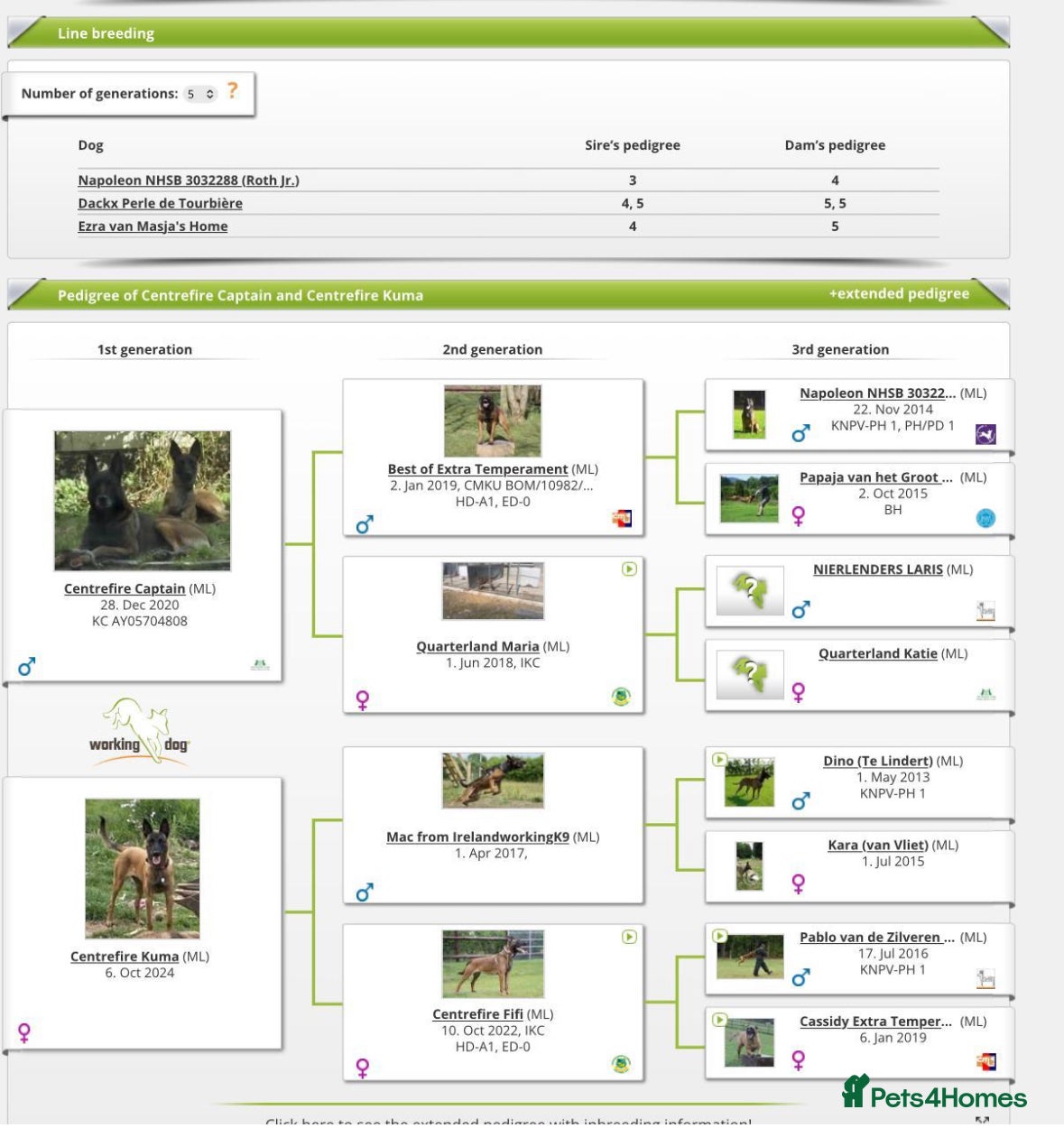 Belgian Shepherd Dog dogs for sale: **READY NOW** Belgian Mallinois Pups - Advert 6