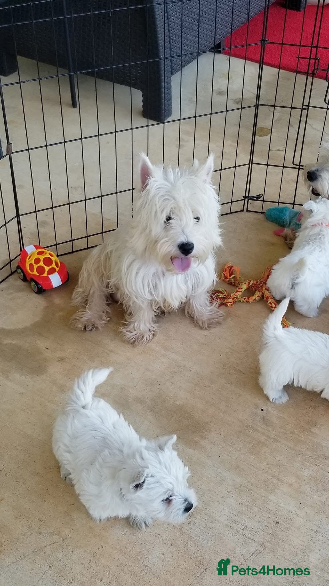 West Highland Terrier dogs for sale: KC REG AND AVAILABLE TO COLLECT in Bury - Advert 2