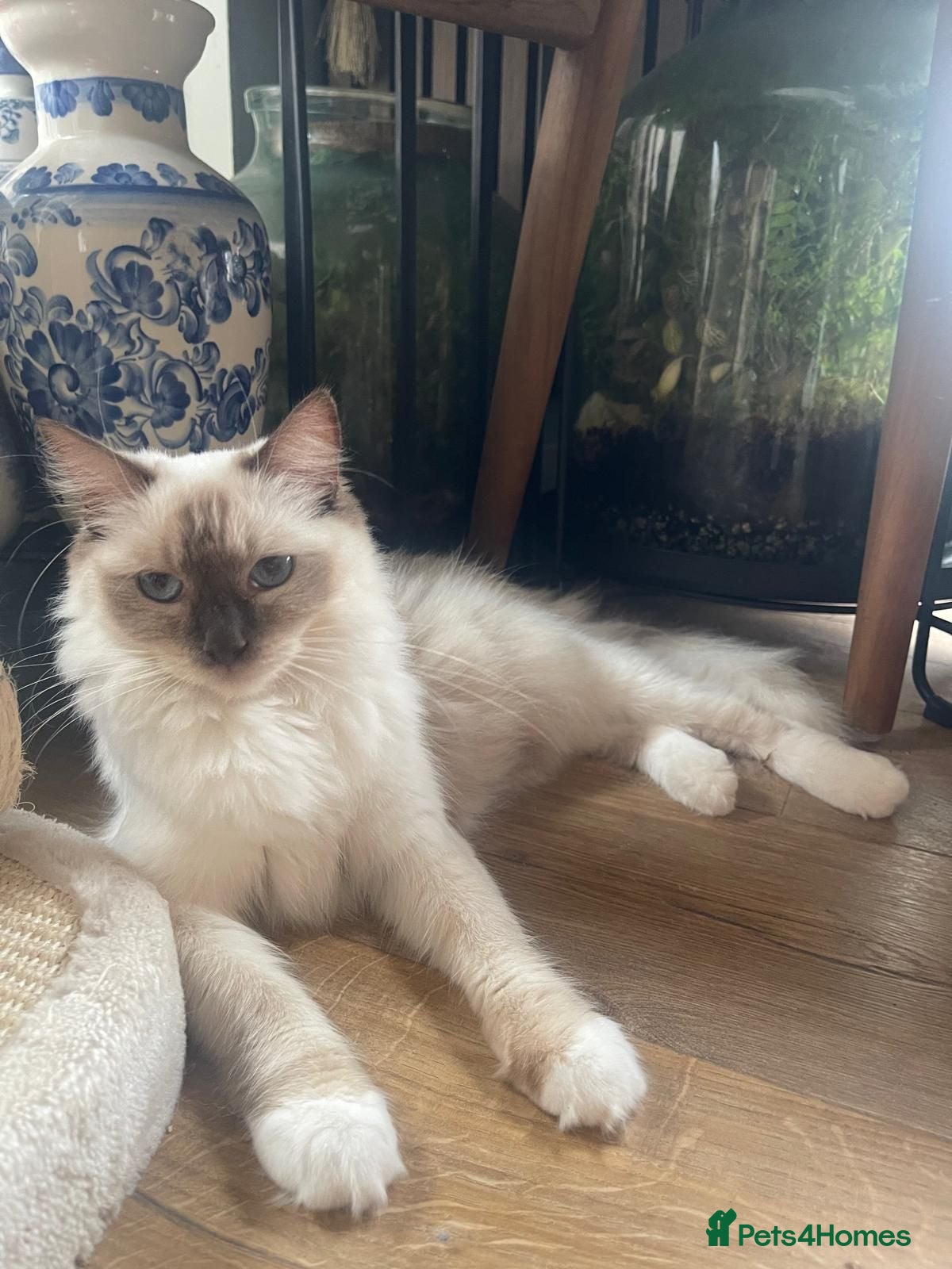Ragdoll cats Chocolate Point Ragdoll cat - GCCF Registered - Advert 1