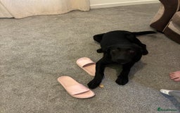 Labrador Retriever dogs for sale: Labrador- 6 Months Old Black - Image 1