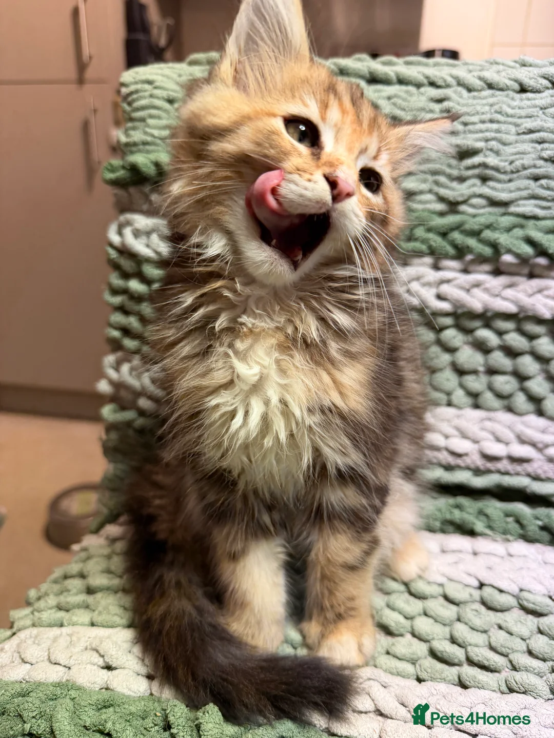 Maine Coon cats for sale: Last Gorgeous Affectionate Maine Coon Cross Kitten - Advert 11