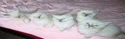 Ragdoll cats for sale: GCCF registered Ragdolls  - Advert 11