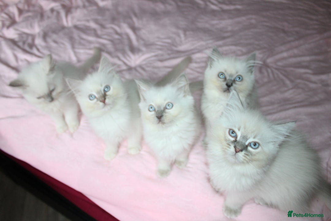 Ragdoll cats for sale: GCCF registered Ragdolls  - Advert 11