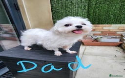 Maltipoo dogs for sale: Maltipoo F1 Toy Size, KC Parents, DNA Tested Clear - Image 15