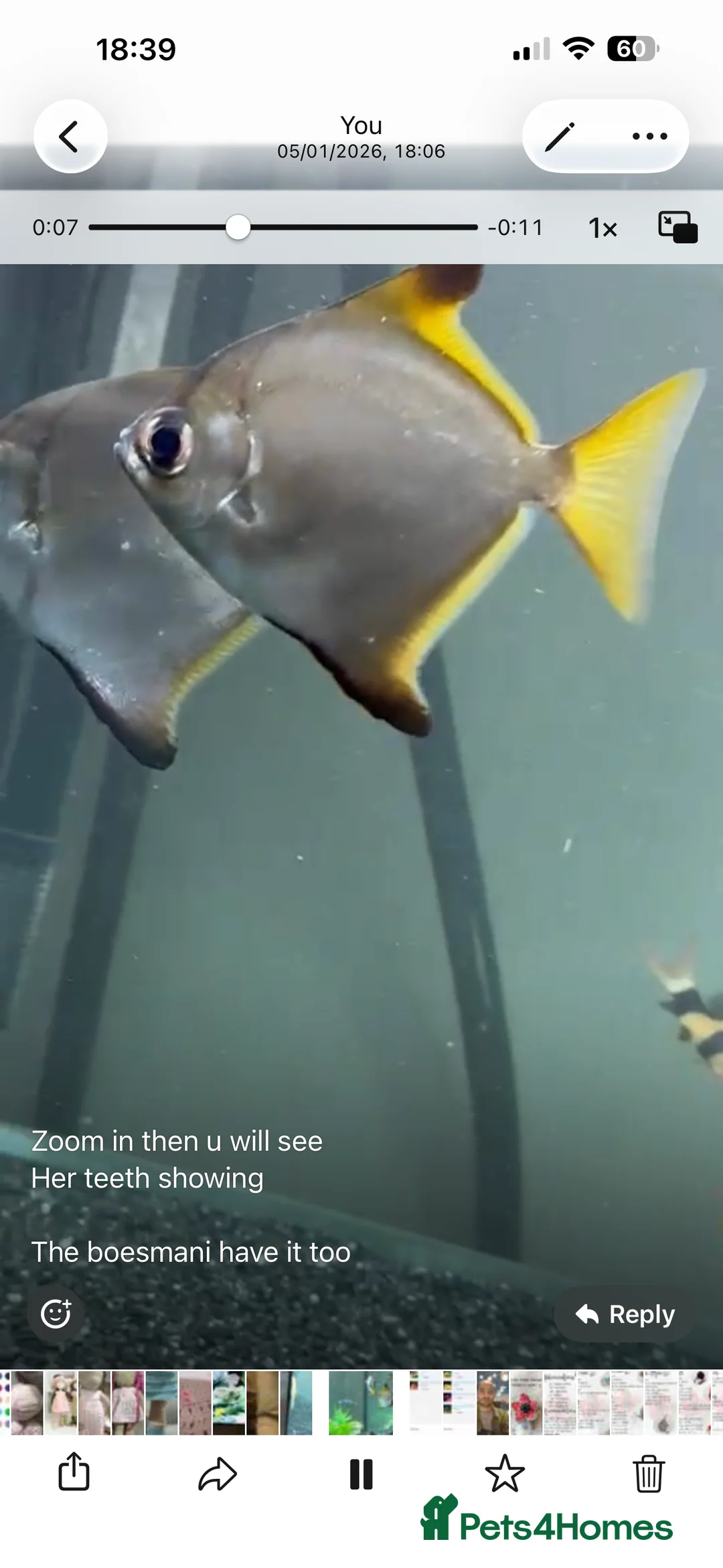 Angelfish fish for sale: 2 LARGE MONO ANGELS in London - Advert 7