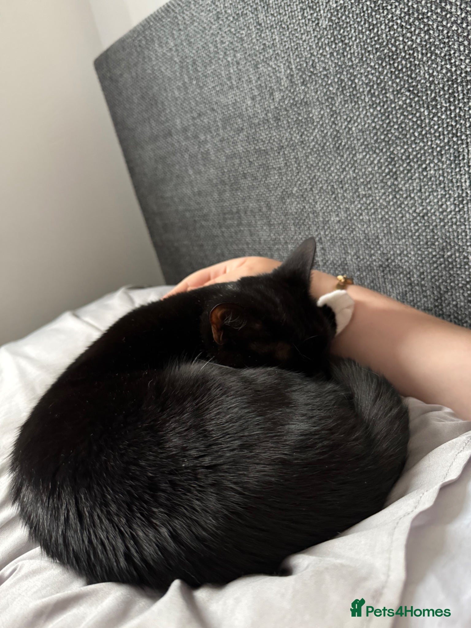 Domestic Shorthair cats Lilly  - Advert 1