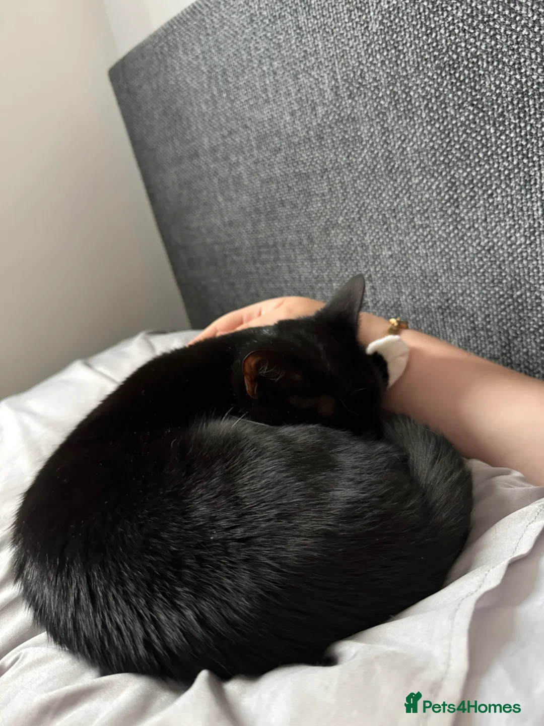 Domestic Shorthair cats for sale: Lilly  in South Shields - Advert 1