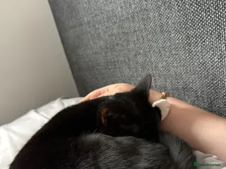 Domestic Shorthair cats Lilly - Advert 1