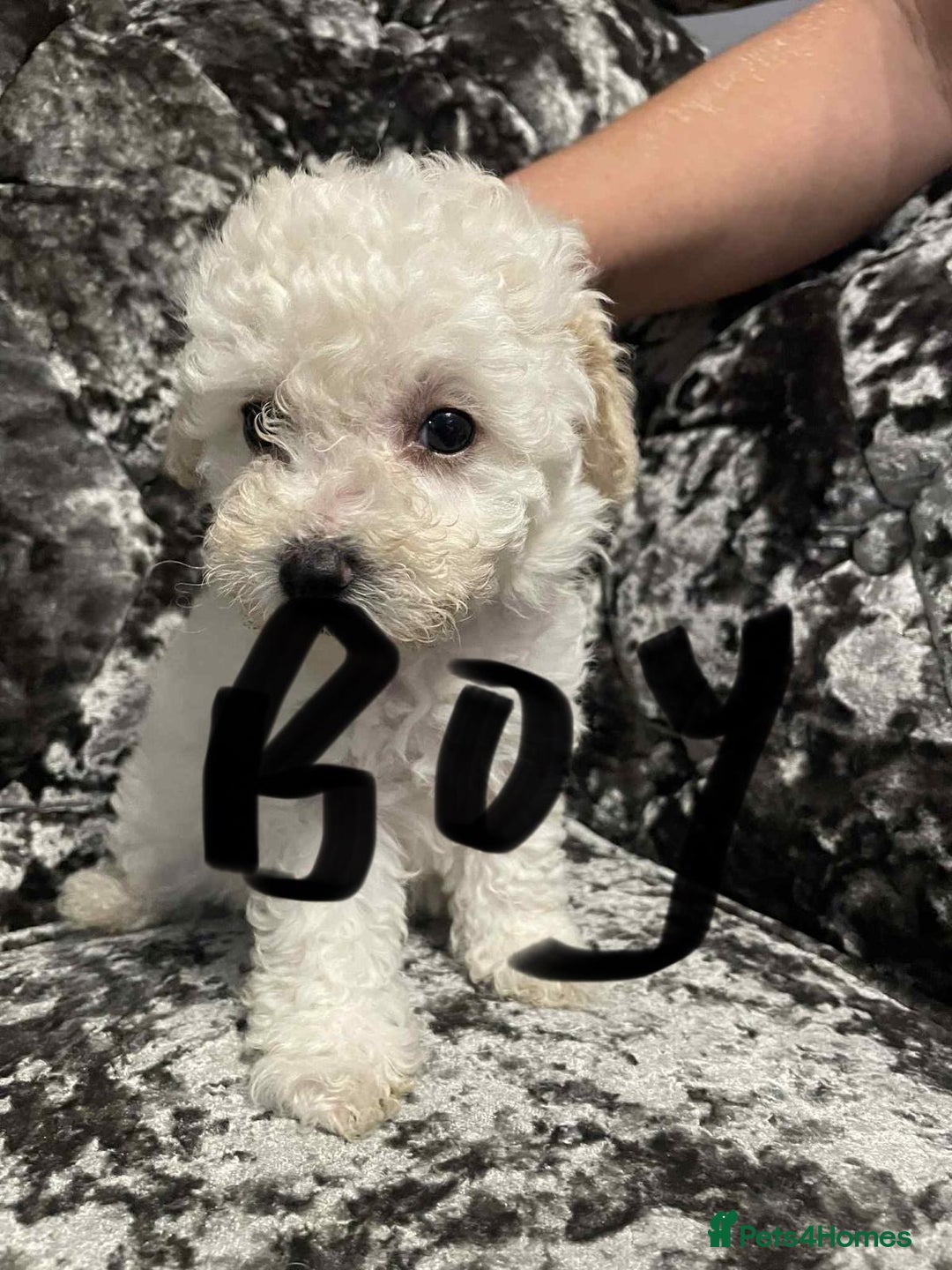 Poochon dogs for sale: Poochon puppies - Image 2