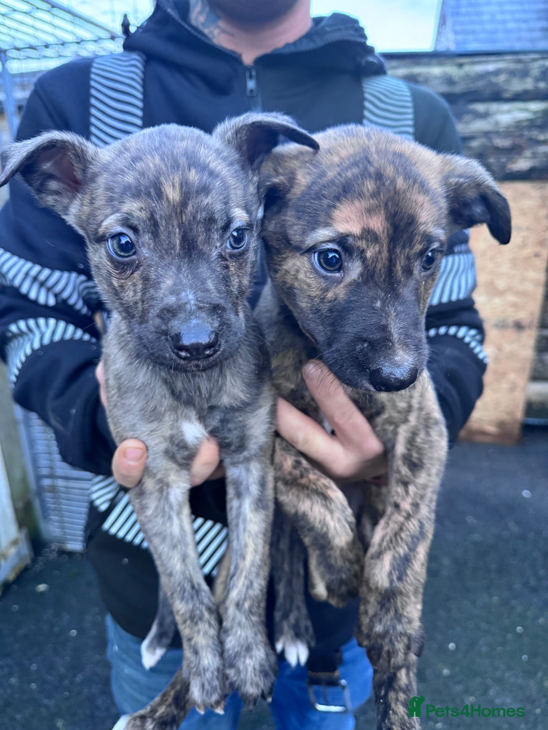 Mixed Breed dogs for sale: Beautiful litter of puppies  - Advert 4